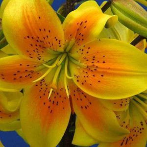 Lilium 'King Pete',  Lily 'King Pete', Asiatic Hybrid Lily 'King Pete'', Summer flowering Bulb, early summer Lilies, yellow lilies, Asiatic lilies, Lily Flower, Lily Flowers